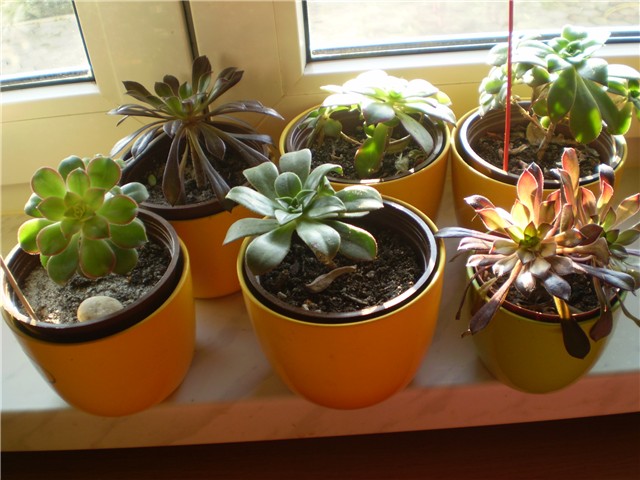 aeonium